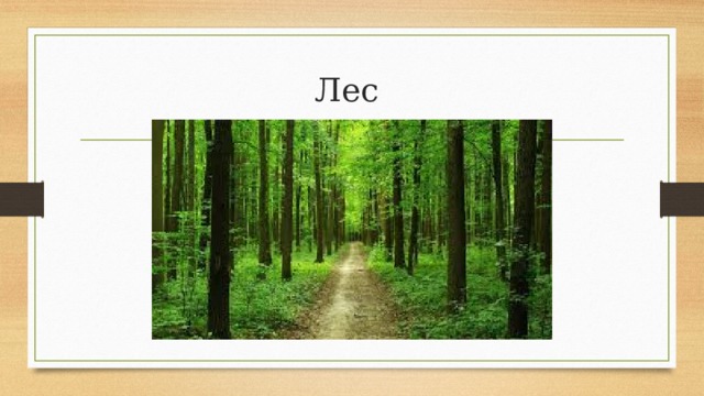Лес 