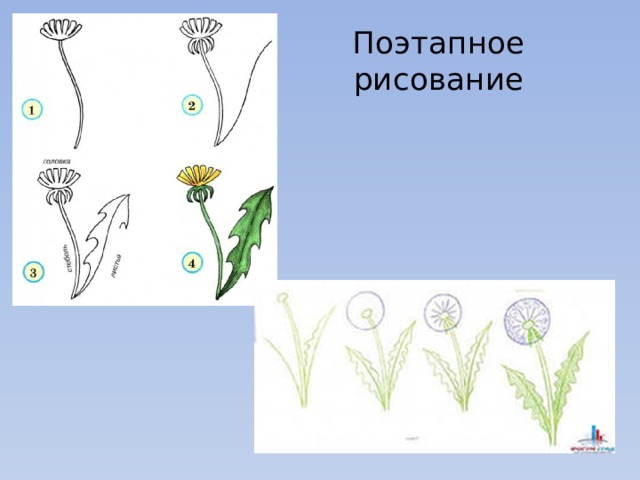 Поэтапное рисование 