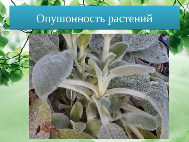 Опушонность растений 