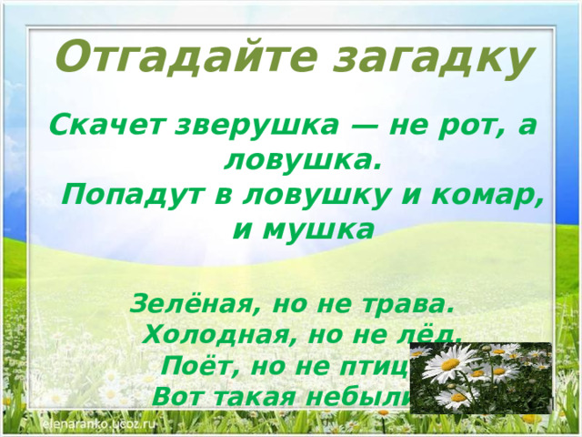 Отгадайте загадку Скачет зверушка — не рот, а ловушка.  Попадут в ловушку и комар, и мушка  Зелёная, но не трава.  Холодная, но не лёд.  Поёт, но не птица -  Вот такая небылица 