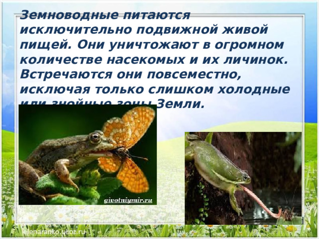 Земноводные питаются исключительно подвижной живой пищей. Они уничтожают в огромном количестве насекомых и их личинок. Встречаются они повсеместно, исключая только слишком холодные или знойные зоны Земли.   