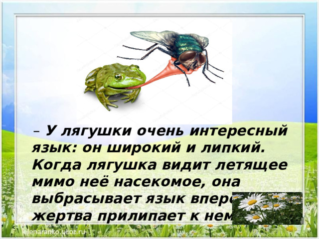 – У лягушки очень интересный язык: он широкий и липкий. Когда лягушка видит летящее мимо неё насекомое, она выбрасывает язык вперёд, и жертва прилипает к нему. 