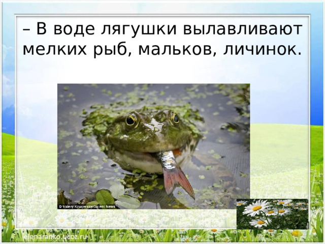 – В воде лягушки вылавливают мелких рыб, мальков, личинок. 