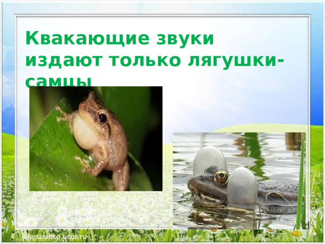 Квакающие звуки издают только лягушки-самцы 