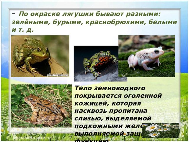 – По окраске лягушки бывают разными: зелёными, бурыми, краснобрюхими, белыми и т. д. Тело земноводного покрывается оголенной кожицей, которая насквозь пропитана слизью, выделяемой подкожными железами, и выполняемой защитную функцию . 