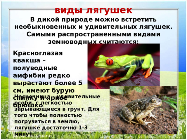 виды лягушек  В дикой природе можно встретить необыкновенных и удивительных лягушек. Самыми распространенными видами земноводных считаются:   Красноглазая квакша – полуводные амфибии редко вырастают более 5 см, имеют бурую спинку и яркое брюшко . Чесночница – удивительные особи, с легкостью зарывающиеся в грунт. Для того чтобы полностью погрузиться в землю, лягушке достаточно 1-3 минут. 