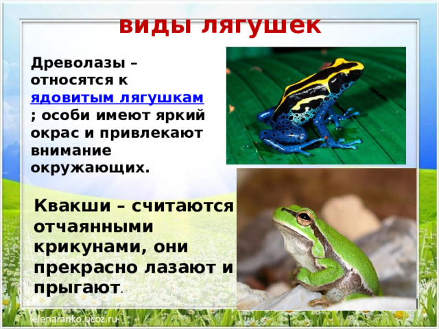 виды лягушек    Древолазы – относятся к  ядовитым лягушкам ; особи имеют яркий окрас и привлекают внимание окружающих. Квакши – считаются отчаянными крикунами, они прекрасно лазают и прыгают . 