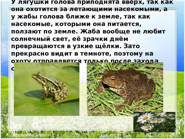 У лягушки голова приподнята вверх, так как она охотится за летающими насекомыми, а у жабы голова ближе к земле, так как насекомые, которыми она питается, ползают по земле. Жаба вообще не любит солнечный свет, её зрачки днём превращаются в узкие щёлки. Зато прекрасно видит в темноте, поэтому на охоту отправляется только после захода солнца. 