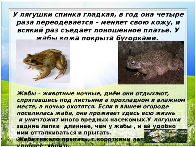 У лягушки спинка гладкая, в год она четыре раза переодевается – меняет свою кожу, и всякий раз съедает поношенное платье. У жабы кожа покрыта бугорками. Жабы – животные ночные, днём они отдыхают, спрятавшись под листьями в прохладном и влажном месте, а ночью охотятся. Если в вашем огороде поселилась жаба, она проживёт здесь всю жизнь  и уничтожит много вредных насекомых.У лягушки задние лапки длиннее, чем у жабы , и ей удобно ими отталкиваться и прыгать. Жабе тяжело прыгать, с короткими лапками удобнее  ходить.  