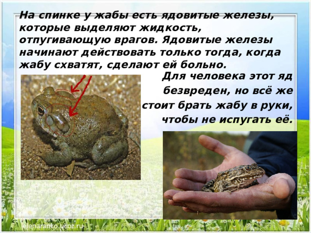 На спинке у жабы есть ядовитые железы, которые выделяют жидкость, отпугивающую врагов. Ядовитые железы начинают действовать только тогда, когда жабу схватят, сделают ей больно.   Для человека этот яд  безвреден, но всё же  не стоит брать жабу в руки,  чтобы не испугать её.  