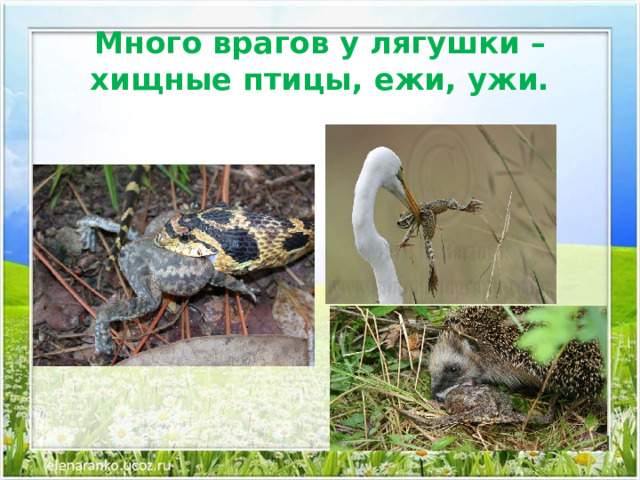 Много врагов у лягушки – хищные птицы, ежи, ужи. 