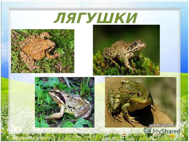 ЛЯГУШКИ 