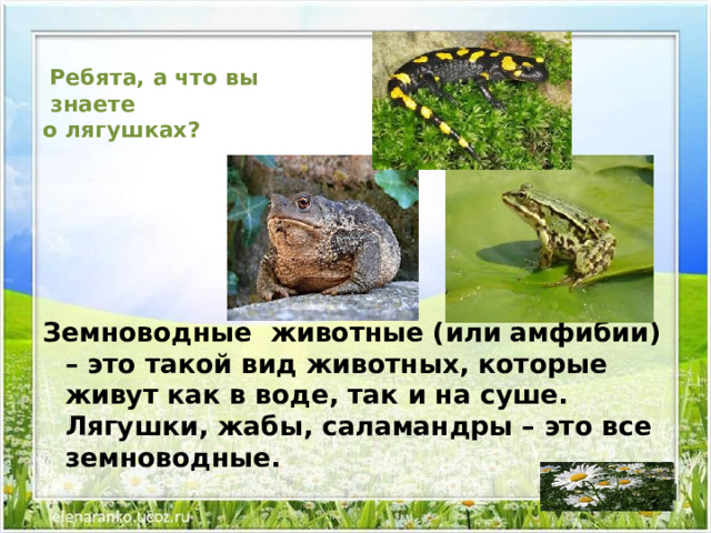  Ребята, а что вы  знаете  о лягушках?   Земноводные  животные (или амфибии) – это такой вид животных, которые живут как в воде, так и на суше. Лягушки, жабы, саламандры – это все земноводные. 
