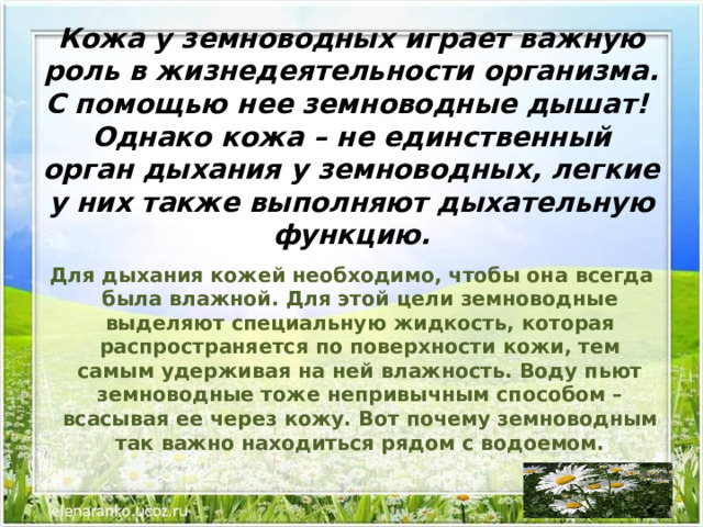 Кожа у земноводных играет важную роль в жизнедеятельности организма. С помощью нее земноводные дышат!  Однако кожа – не единственный орган дыхания у земноводных, легкие у них также выполняют дыхательную функцию.   Для дыхания кожей необходимо, чтобы она всегда была влажной. Для этой цели земноводные выделяют специальную жидкость, которая распространяется по поверхности кожи, тем самым удерживая на ней влажность. Воду пьют земноводные тоже непривычным способом – всасывая ее через кожу. Вот почему земноводным так важно находиться рядом с водоемом.  