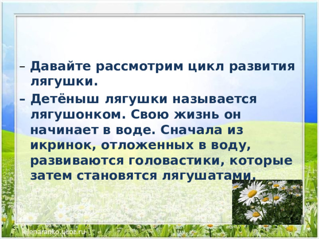 – Давайте рассмотрим цикл развития лягушки. – Детёныш лягушки называется лягушонком. Свою жизнь он начинает в воде. Сначала из икринок, отложенных в воду, развиваются головастики, которые затем становятся лягушатами. 