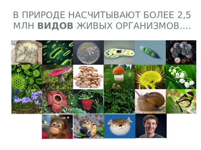 В природе насчитывают более 2,5 млн видов живых организмов…. 