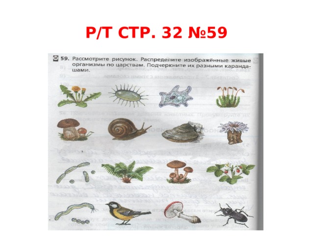 р/Т СТР. 32 №59 