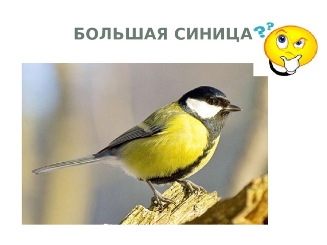 Большая синица 