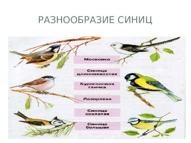 Разнообразие синиц 