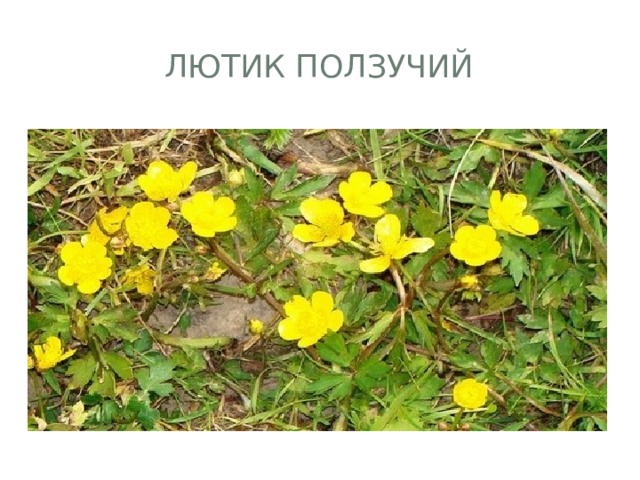 ЛЮТИК Ползучий 