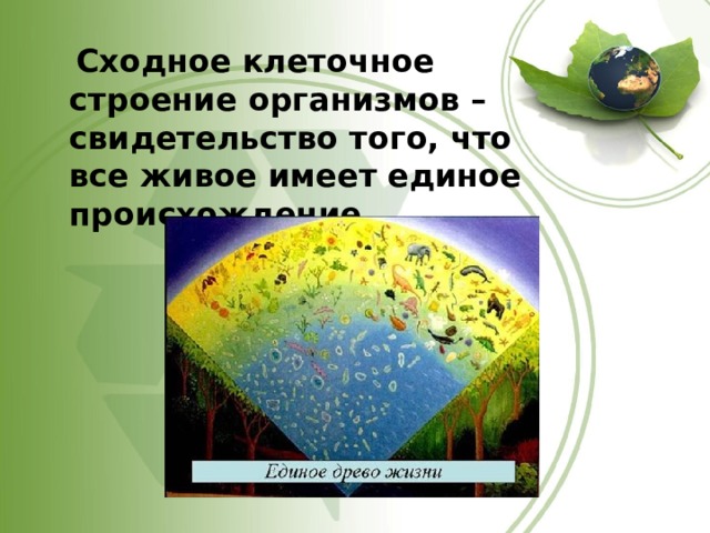  Сходное клеточное строение организмов – свидетельство того, что все живое имеет единое происхождение. 