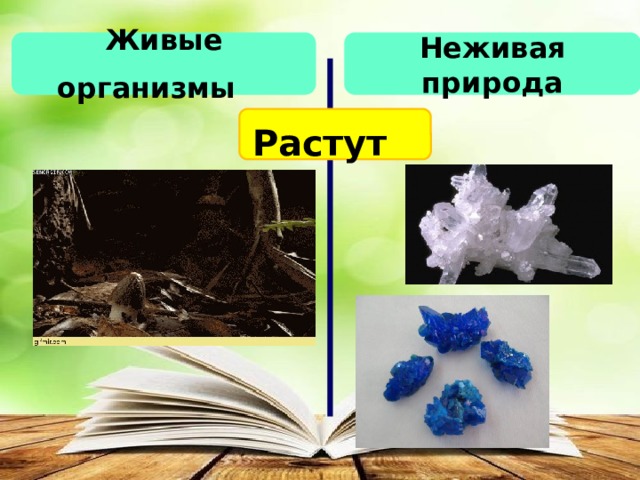Живые организмы   Неживая природа Растут  