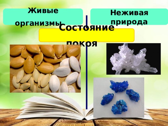Живые организмы   Неживая природа Состояние покоя  