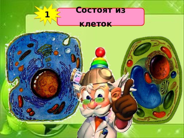 1 Состоят из клеток   