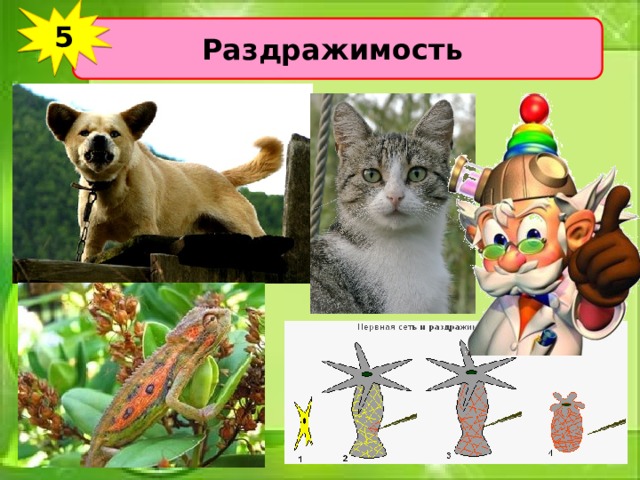 5 Раздражимость 