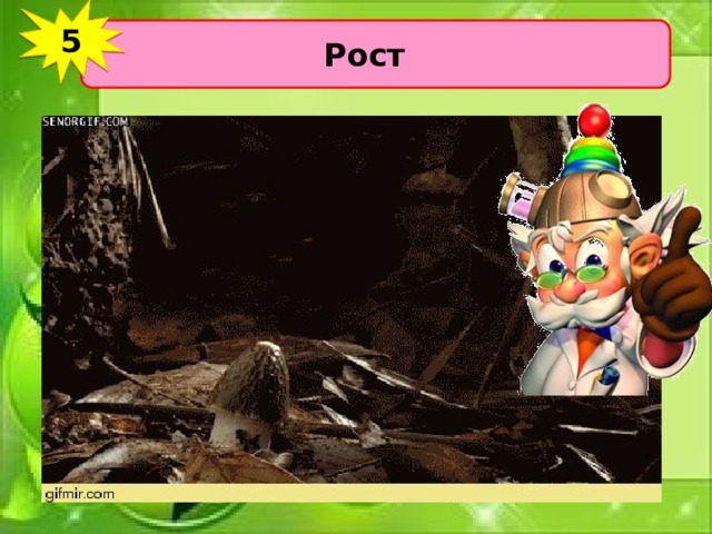 5 Рост 
