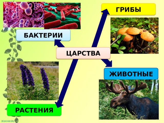 ГРИБЫ БАКТЕРИИ ЦАРСТВА ЖИВОТНЫЕ РАСТЕНИЯ 