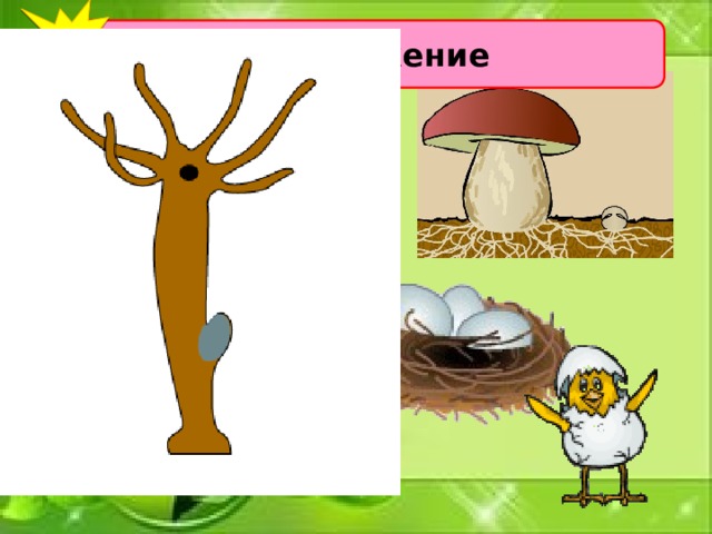 6 Размножение 
