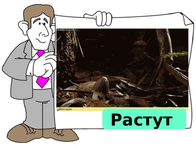 Растут 