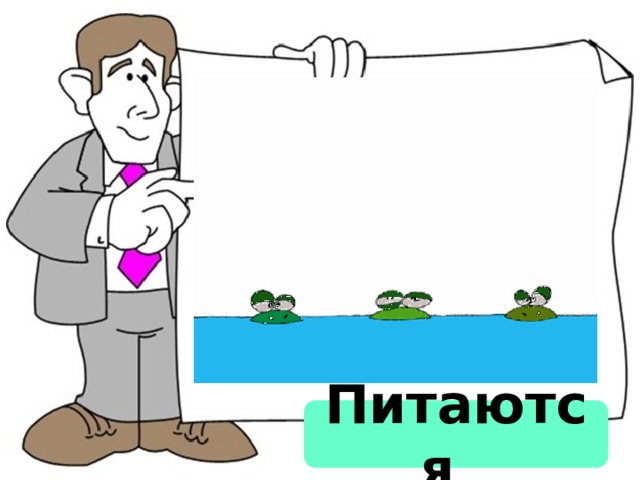Питаются  