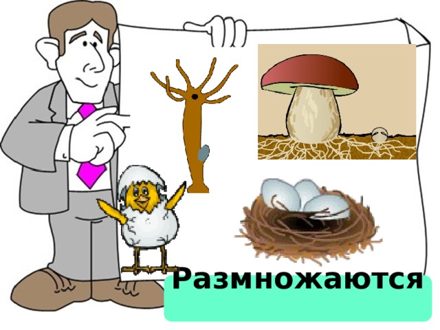 Размножаются   
