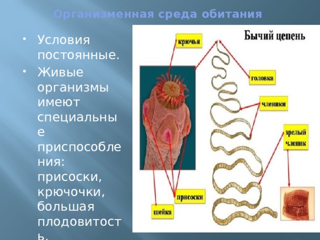 Организменная среда обитания   Условия постоянные. Живые организмы имеют специальные приспособления: присоски, крючочки, большая плодовитость. 