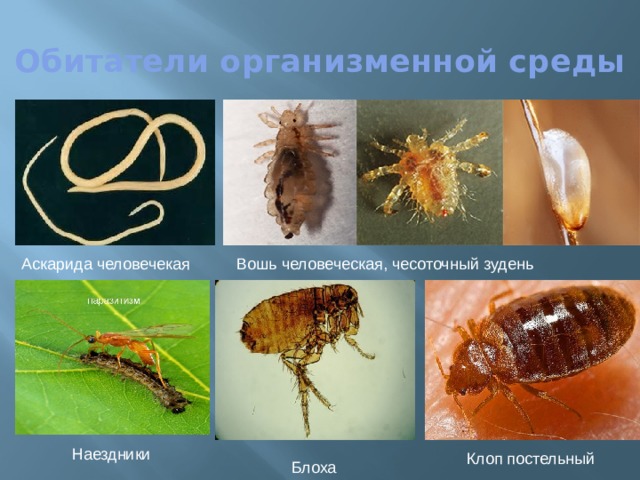 Обитатели организменной среды Аскарида человечекая Вошь человеческая, чесоточный зудень Наездники Клоп постельный Блоха 
