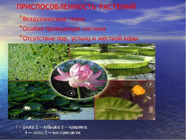 Приспособления растений к водной среде 