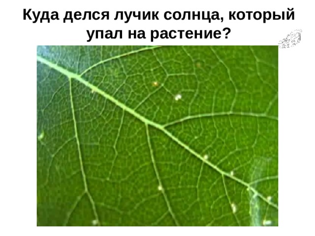 Куда делся лучик солнца, который упал на растение?   