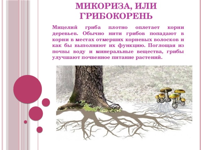 Микориза, или грибокорень Мицелий гриба плотно оплетает корни деревьев. Обычно нити грибов попадают в корни в местах отмерших корневых волосков и как бы выполняют их функцию. Поглощая из почвы воду и минеральные вещества, грибы улучшают почвенное питание растений. 