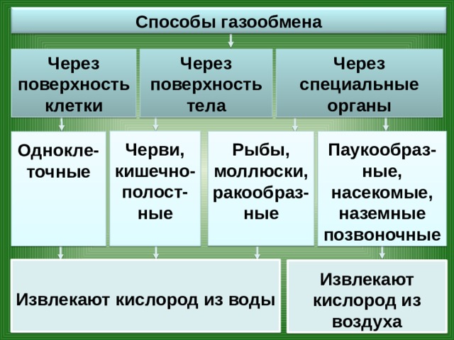 Способы газообмена Через поверхность тела Через поверхность клетки Через специальные органы Черви, кишечно-полост-ные Паукообраз-ные, насекомые, наземные позвоночные Рыбы, моллюски, ракообраз-ные Однокле-точные  Извлекают кислород из воды Извлекают кислород из воздуха 