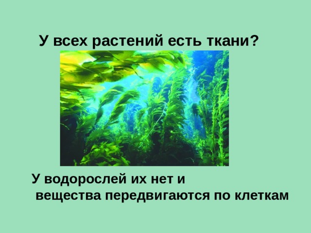 У всех растений есть ткани? У водорослей их нет и  вещества передвигаются по клеткам 