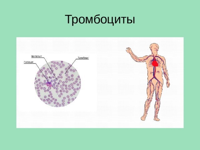 Тромбоциты 