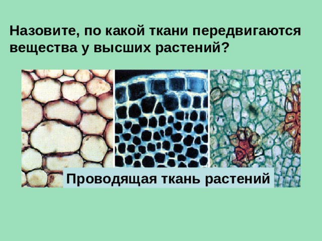 Назовите, по какой ткани передвигаются вещества у высших растений? Проводящая ткань растений 