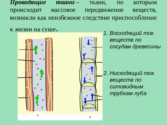 Проводящие ткани  – ткани, по которым происходит массовое передвижение веществ, возникли как неизбежное следствие приспособление к жизни на суше . Восходящий ток веществ по сосудам древесины    Нисходящий ток веществ по ситовидным трубкам луба 