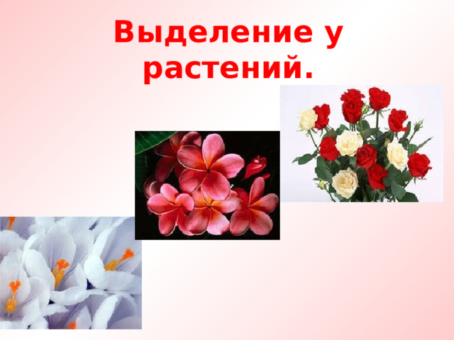 Выделение у растений. 