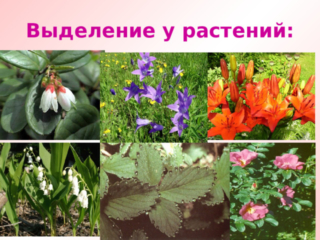 Выделение у растений: 