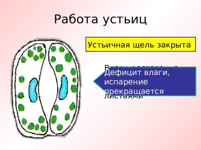 Влаги достаточно, происходит испарение воды листьями Дефицит влаги, испарение прекращается Работа устьиц Устьичная щель открыта Устьичная щель закрыта 