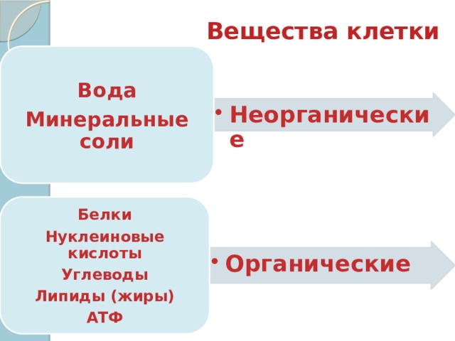 Вещества клетки Вода Минеральные соли Неорганические Неорганические Белки Нуклеиновые кислоты Углеводы Липиды (жиры) АТФ Органические Органические 