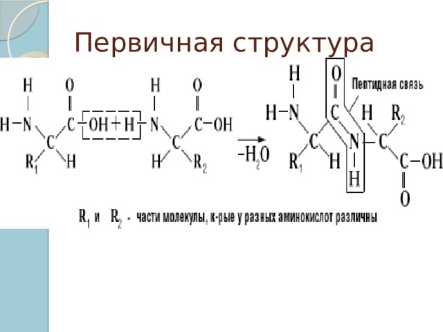 Первичная структура 